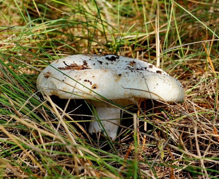 Russula delica (подгруздок белый)