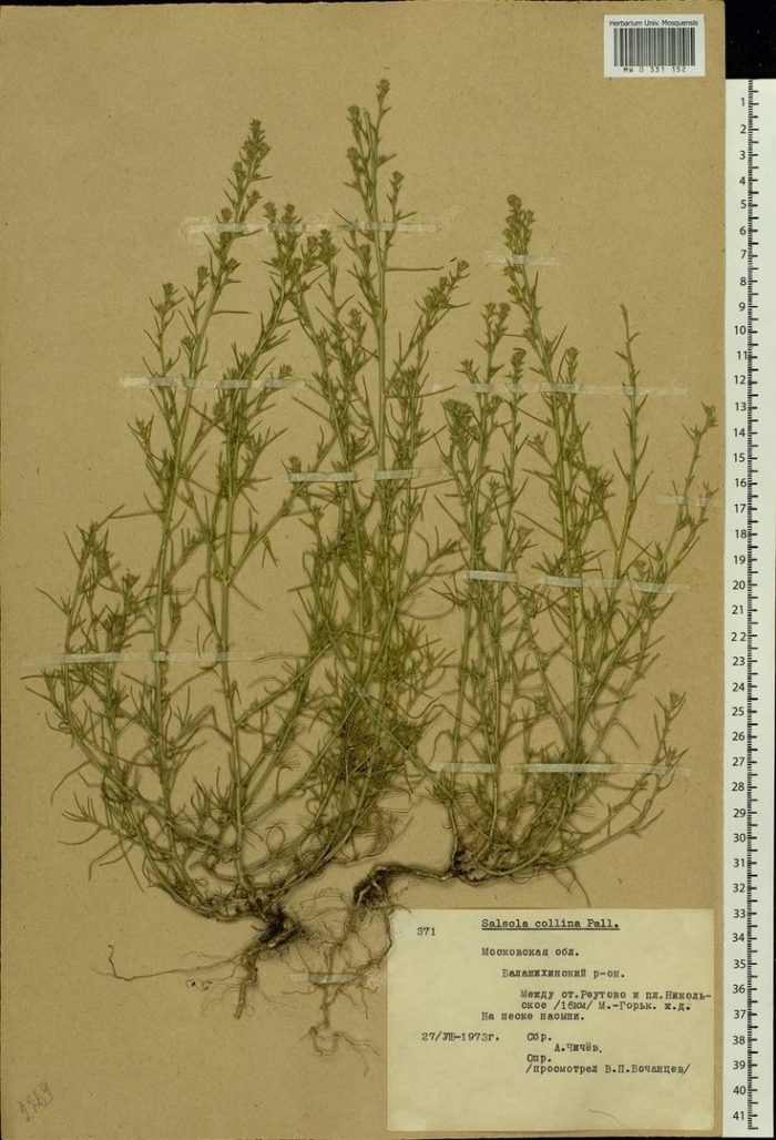 Солянка холмовая- salsola collina