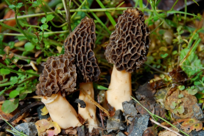 Загадка про гриб сморчок