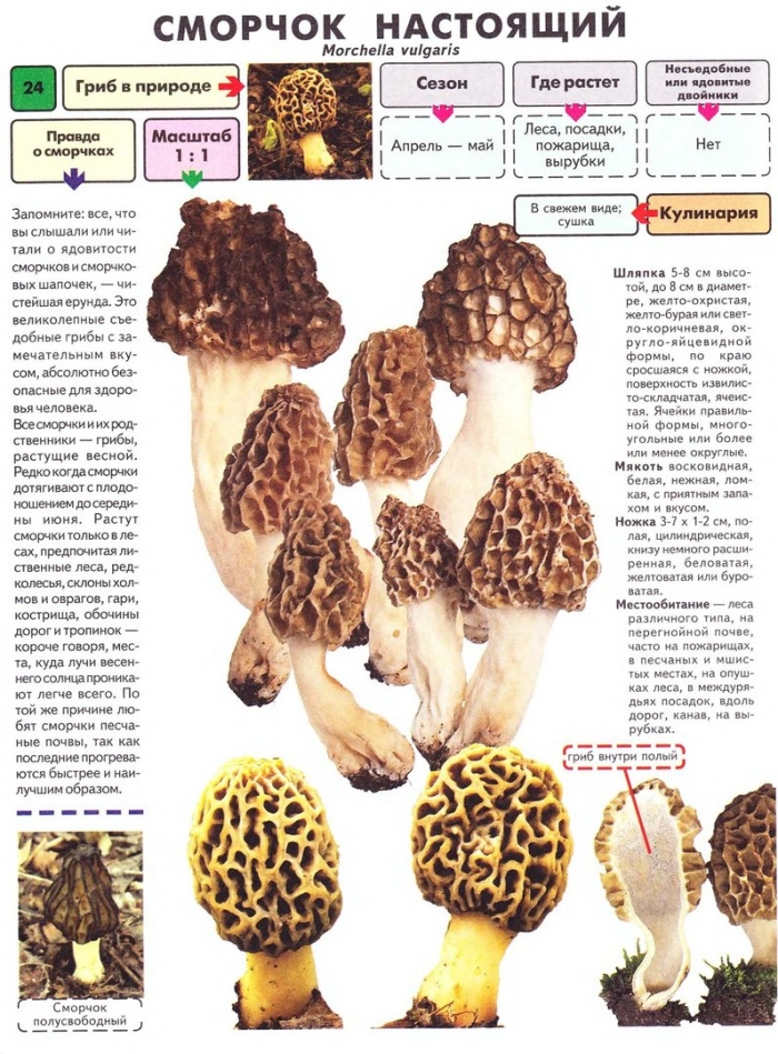 Сморчки грибы строчки