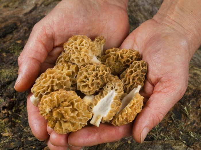 Весенние грибы сморчки