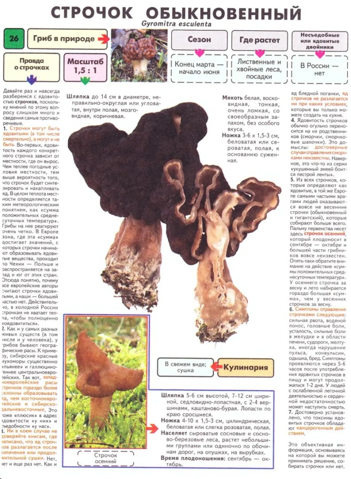 Обыкновенный строчок (gyromitra esculenta)