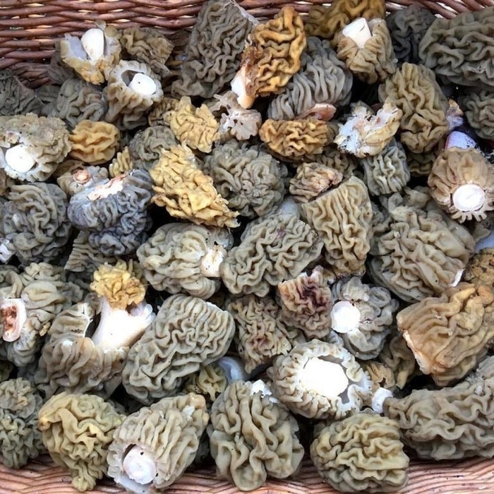 Сморчки в калининградской области