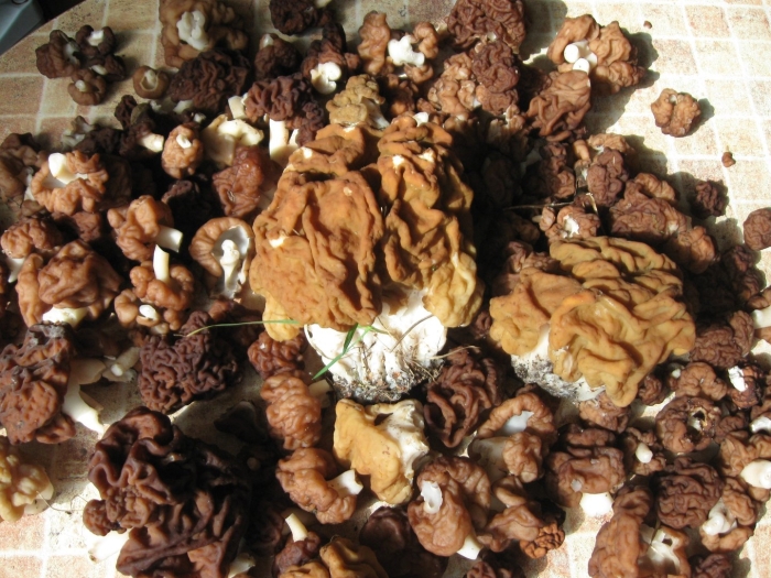 Строчки сморчки