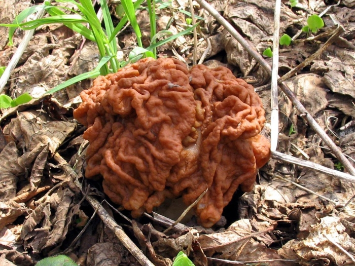 Строчок гигантский