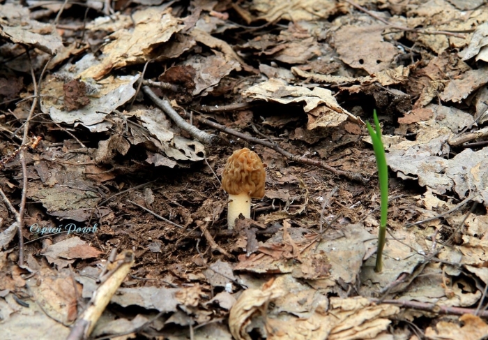 Сморчки и сморчковая шапочка