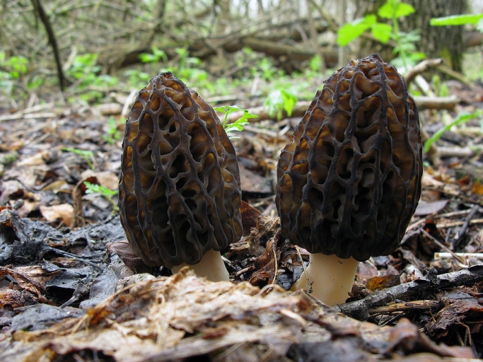 Гриб строчок и сморчок