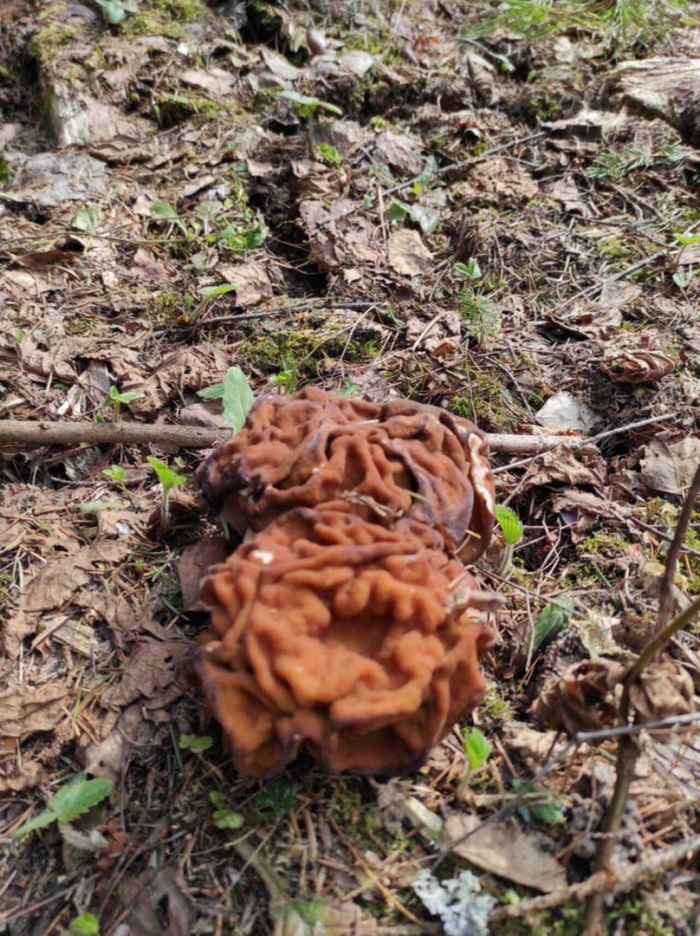 Сморчки и строчки