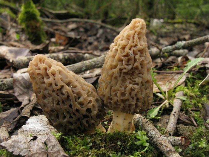 Гриб сморчок обыкновенный