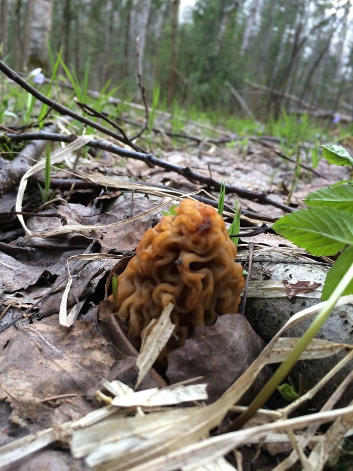 Гриб сморчок строчок