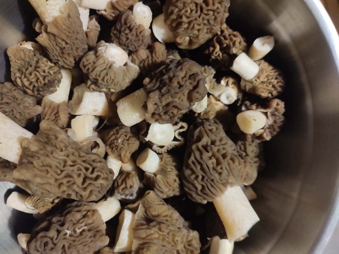 Сморчки съедобные