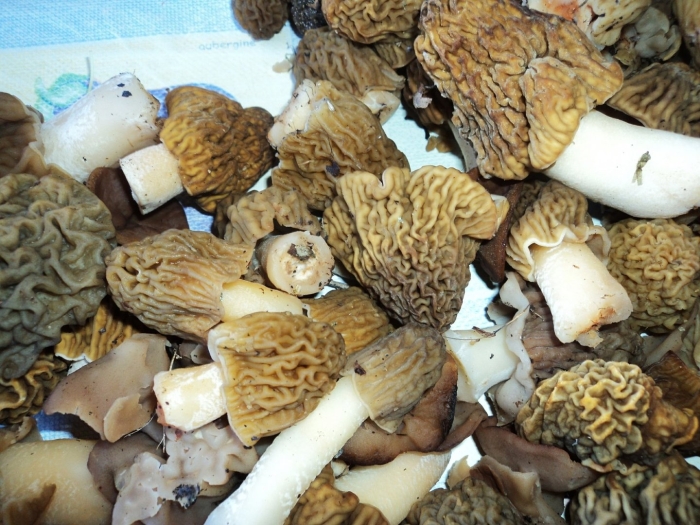 Сморчок гриб съедобный