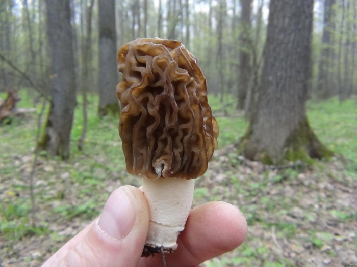 Сморчковая шапочка