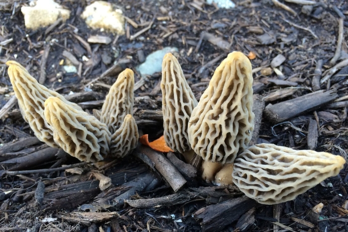 Morchella rufobrunnea