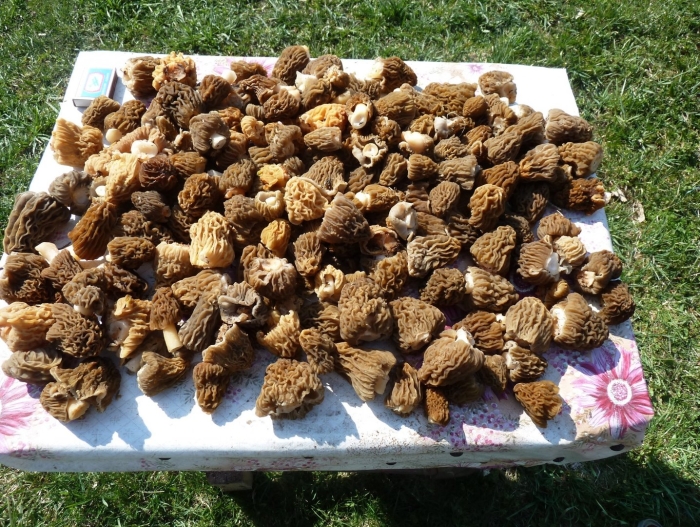 Майские сморчки