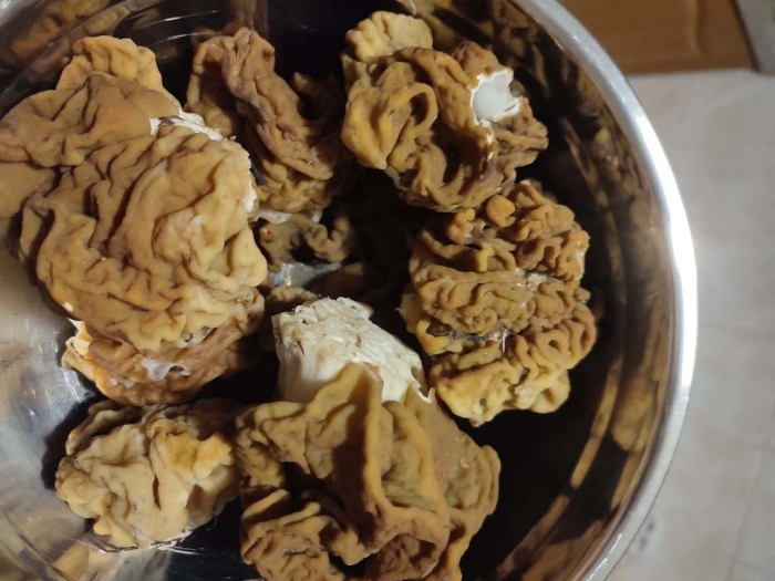 Сморчки пожарищные