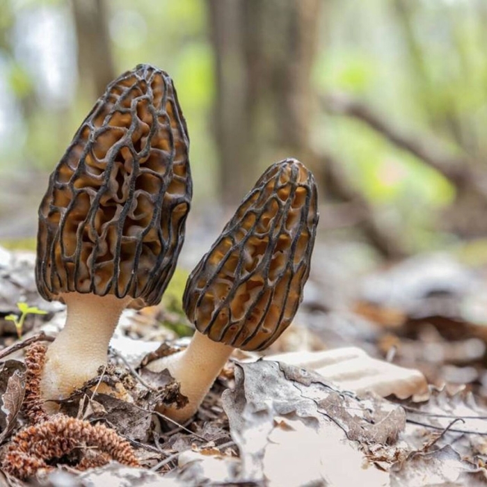 Гриб сморчок съедобный