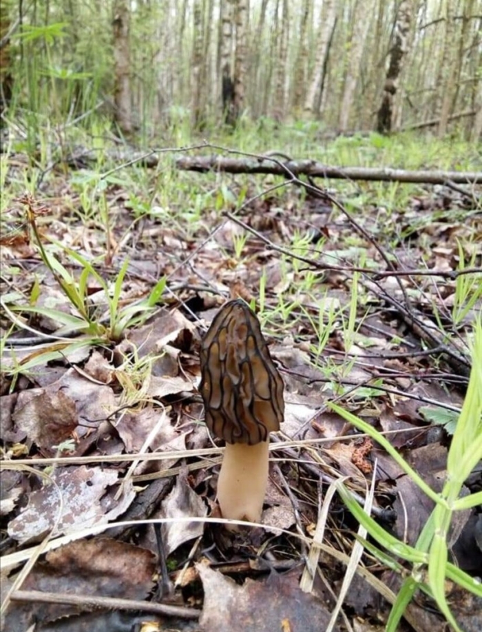 Сморчок съедобный гриб