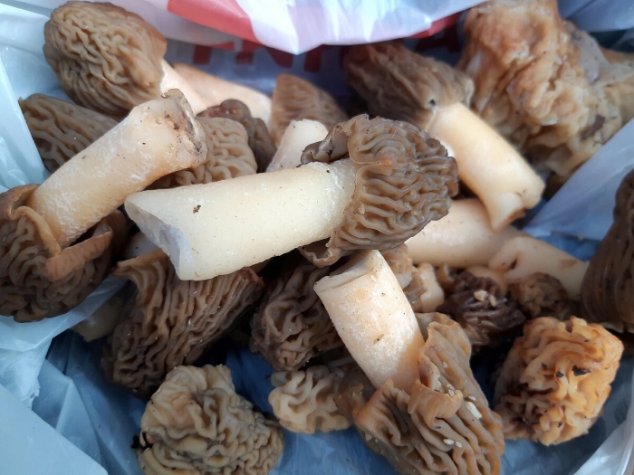 Сморчки и строчки