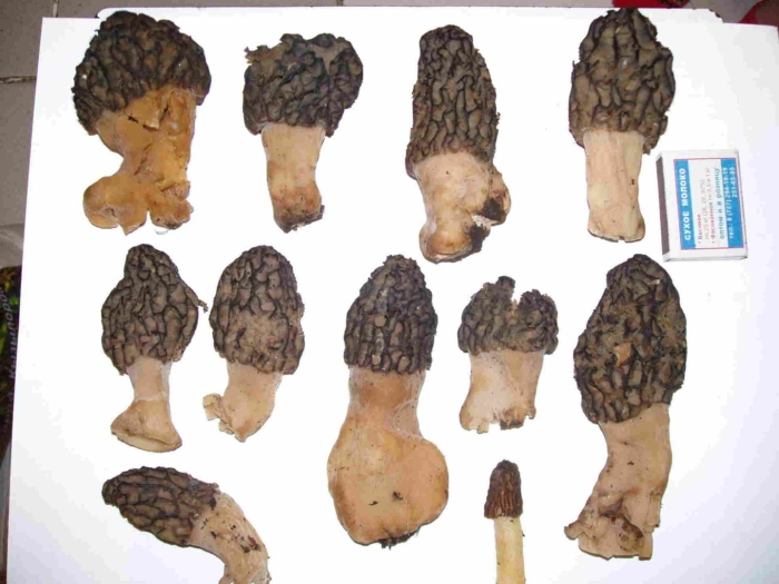 Королевский сморчок гриб