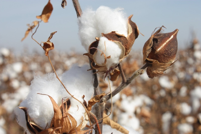 Хлопчатник обыкновенный