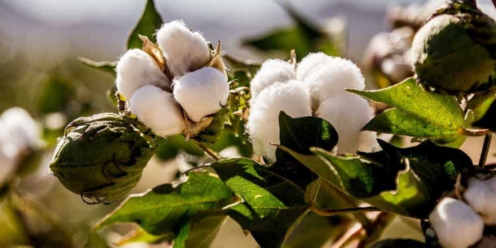 Растение хлопчатник