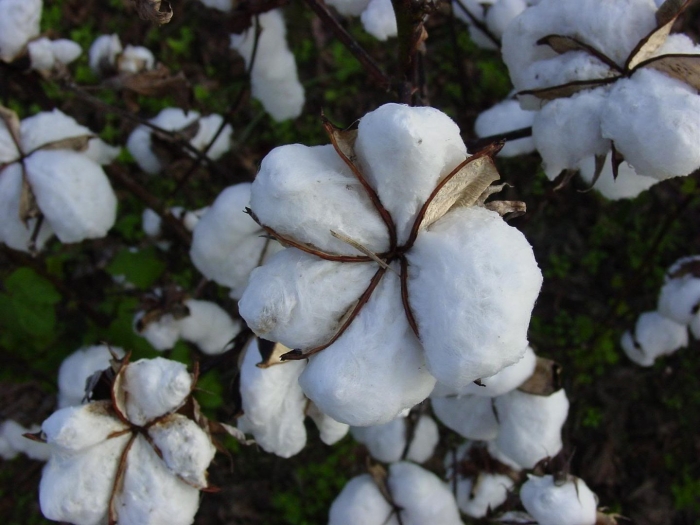 Хлопчатник в египте