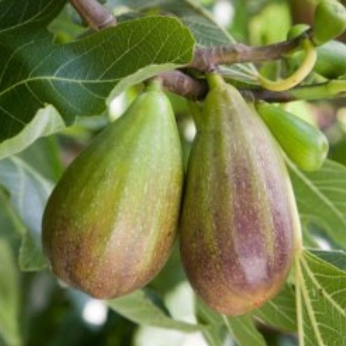 Инжир брунсвик