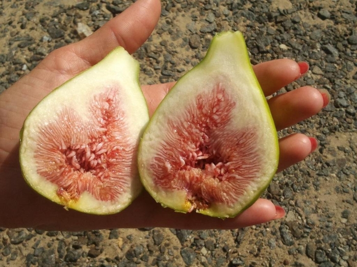 Инжир далматский