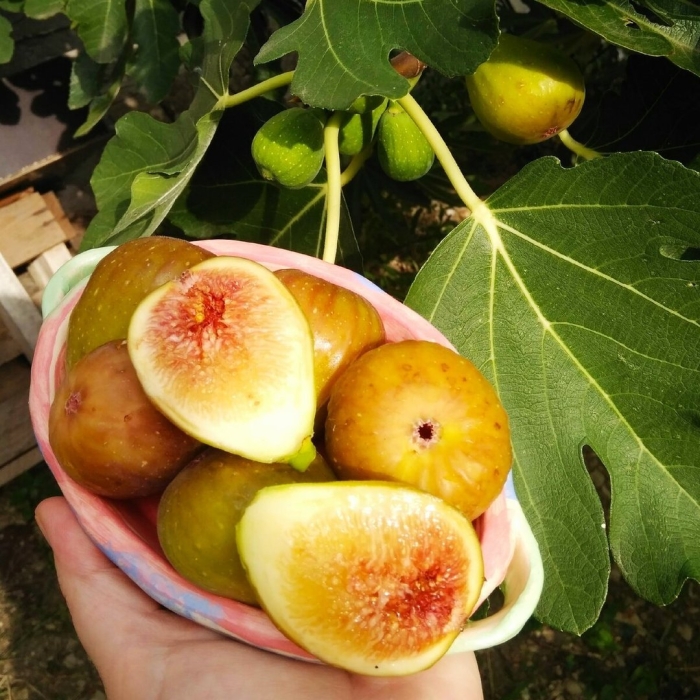 Инжир сабруция