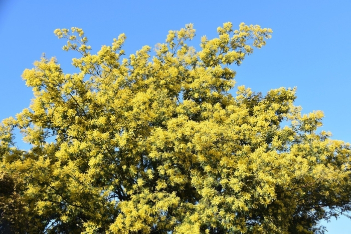 Мимоза дерево