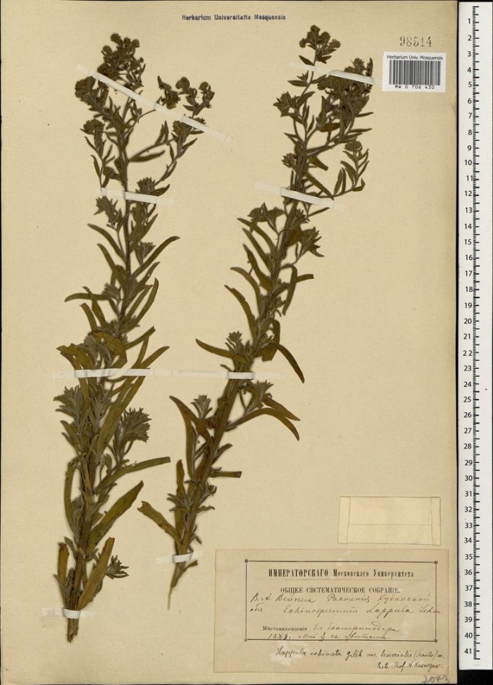 Липучка lappula myosotis