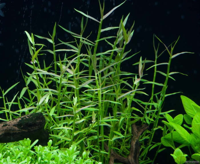 Мурдания кейсак