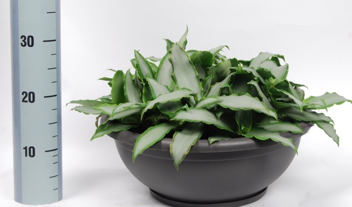 Мурданния лориформис брайт