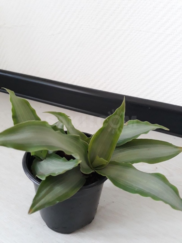 Мурданния брайт