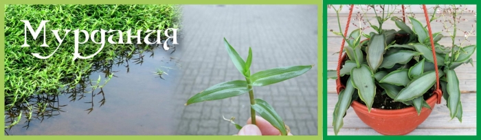Традесканция мурдания