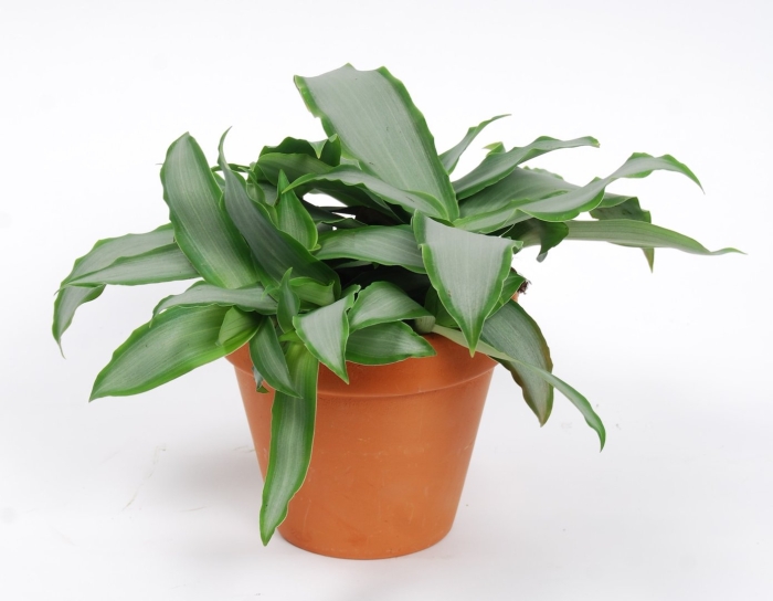 Мурданния брайт