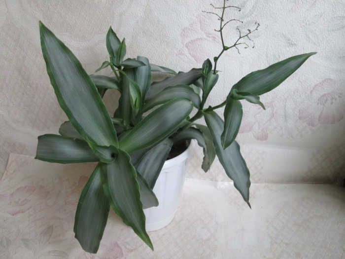 Традесканция мурдания