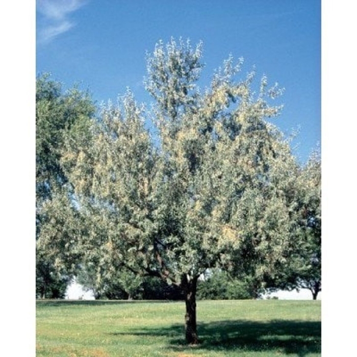 Лох узколистный дикая маслина