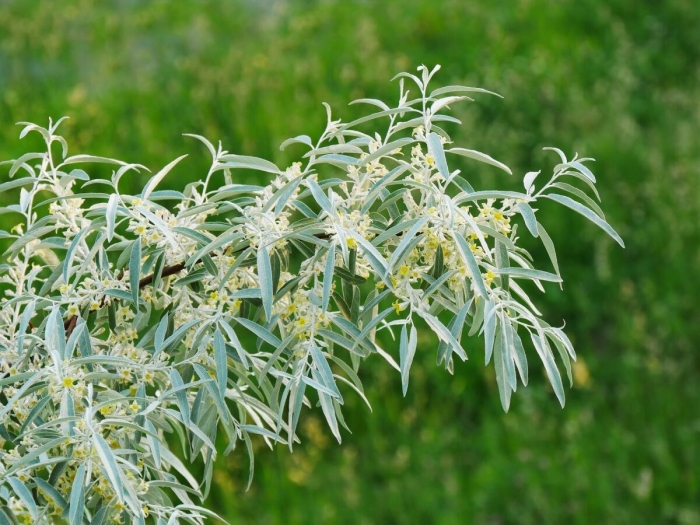 Elaeagnus angustifolia