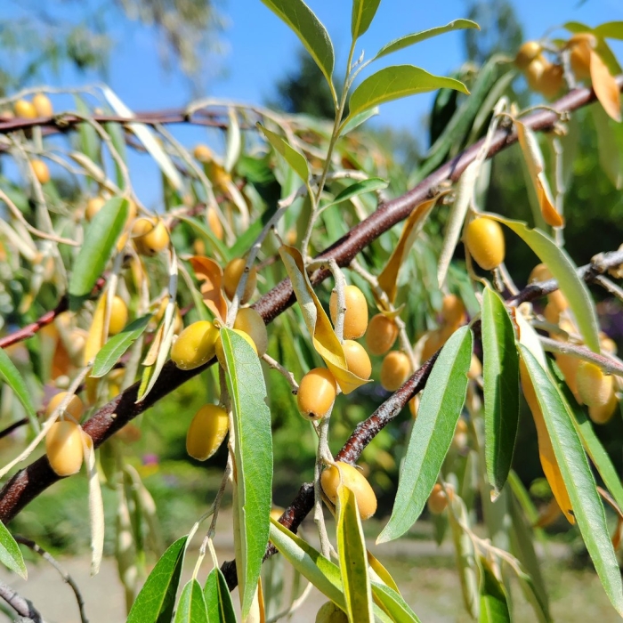 Лох узколистный плоды