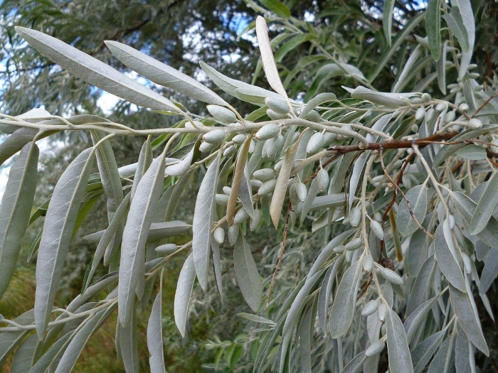 Лох серебристый узколистный