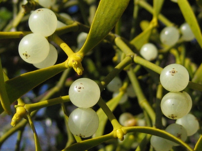 Омела белая