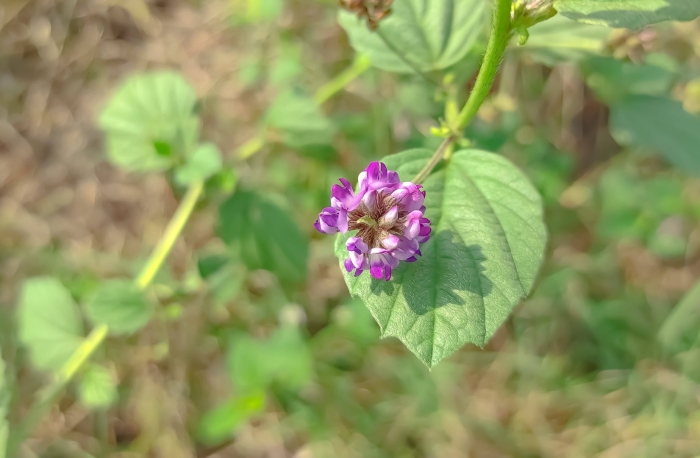 Psoralea corylifolia