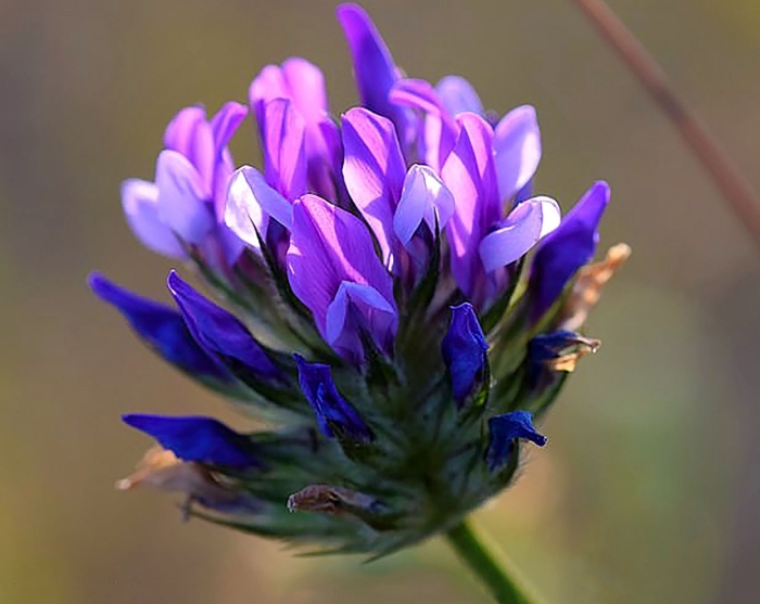 Псоралея лещинолистная