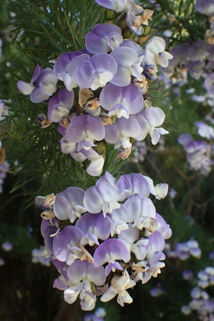 Psoralea pinnata
