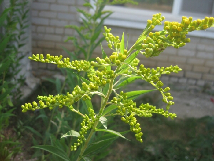 Амброзия золотарник