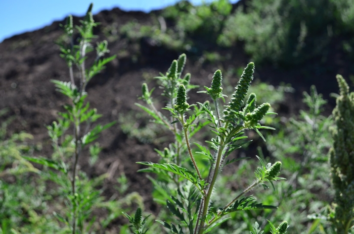 Растение амброзия