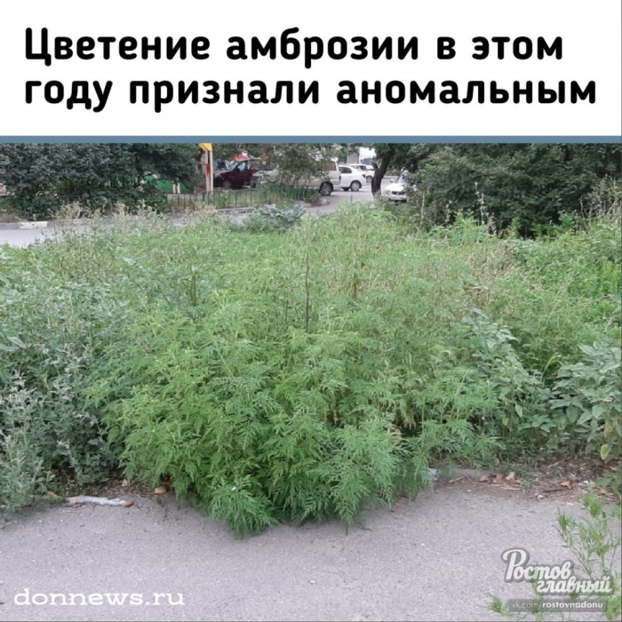 Амброзия ядовитое растение