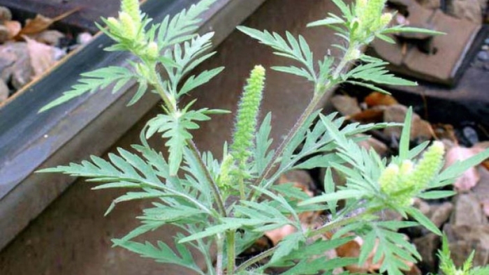 Амбро́зия полынноли́стная